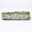 MantraMani ROSEMARY & SAGE (Rosemary / Pavitra Shanti) – Smudge Stick - Amplifi