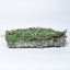MantraMani CEDAR & SAGE (Devadaru / Pavitra Shanti) – Smudge Stick - Vastu Prot