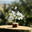 MantraMani Clear Quartz Crystal Tree – Removes Depression, Anger & Anxiety