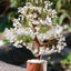 MantraMani Clear Quartz Crystal Tree – Removes Depression, Anger & Anxiety