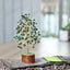 MantraMani Green Jade Tree : Promotes Wealth Attraction & Money Growth