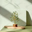 MantraMani Green Jade Tree : Promotes Wealth Attraction & Money Growth